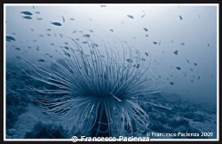 Ceriantus. Taken with Nikon D60 in Easydive housing. 18-5... by Francesco Pacienza 